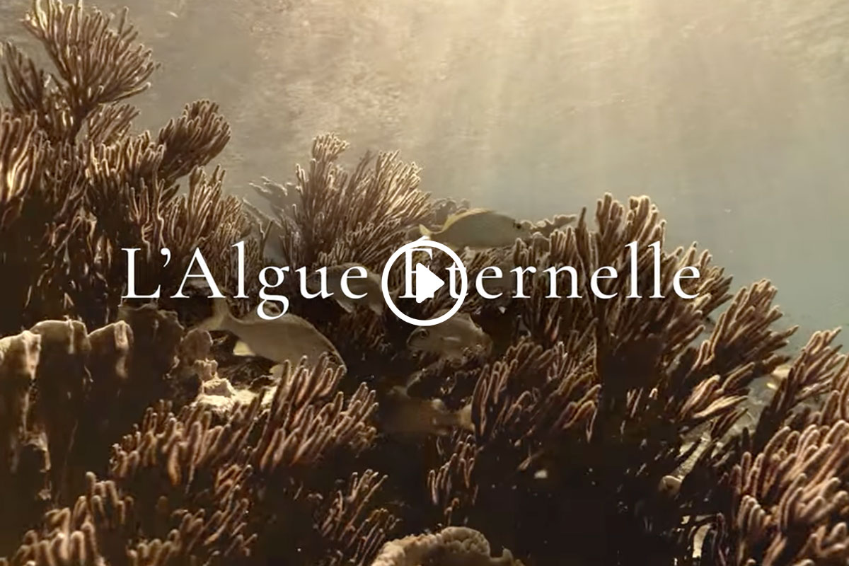 OCEAN SECRETS - L'Algue Eternelle, une prouesse scientifique