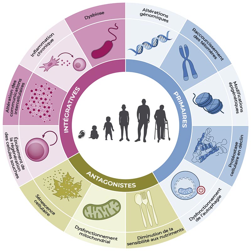 La publication de référence The Hallmarks of Aging de Carlos López-Otín, identifie les 12 mécanismes caractéristiques du vieillissement